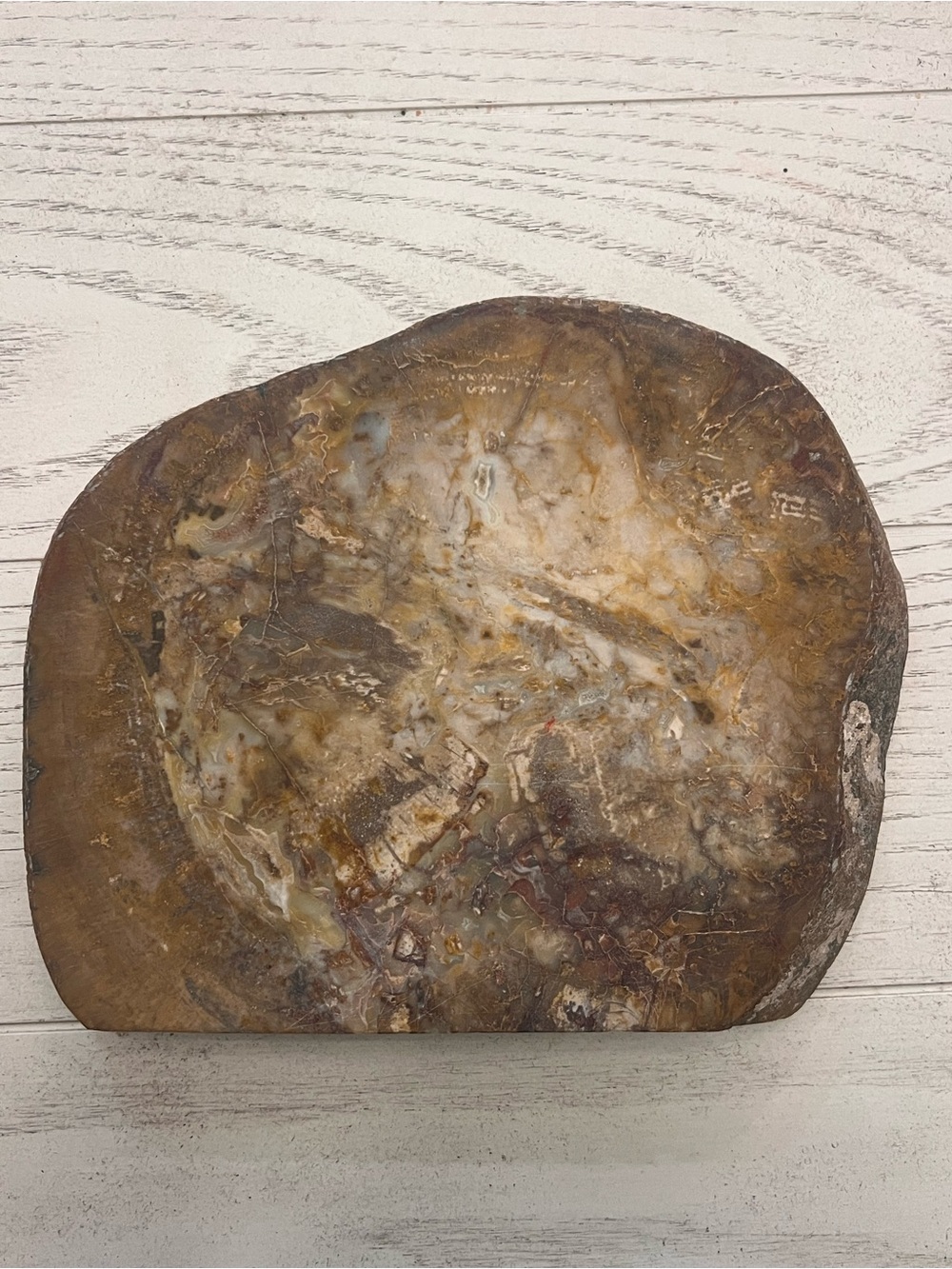 Natural Petrified Wood Decorative Slab
